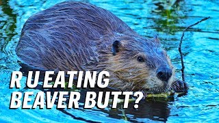 Foods You Eat That Contain Beaver Butt Juice  GutBusted [upl. by Frodeen530]