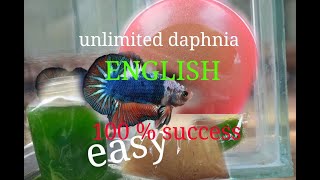 daphnia moina culture Easy way Unlimited production English  with sub Green water Chlorella [upl. by Jodi]