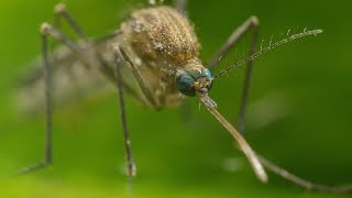 Mosquito Life Cycle  UHD 4K [upl. by Sarah]