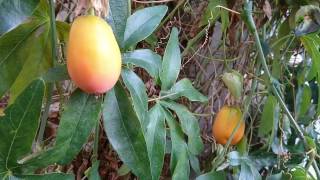 Passiflora caerulea from flower to fruit [upl. by Podvin356]