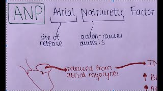 What Is ANP Atrial Natriuretic Peptide And BNP B Type Natriuretic Peptide In 3 Minutes  USMLE [upl. by Esnahc]