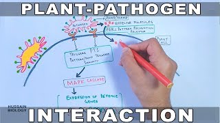 Plant Pathogen Interaction  Signalling [upl. by June]