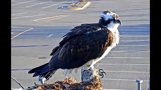 Iris is home Hellgate Ospreys 07 April 2021 [upl. by Flem]