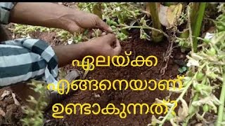 1 Cardamom Cultivation Explained  Malayalam [upl. by Williams]