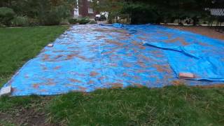 How to Get Rid of Lawn Grubs Fast [upl. by Laefar]