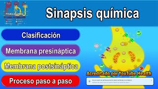 SINAPSIS QUÍMICA  Sinapsis neuronal  Que son las sinapsis [upl. by Regina]