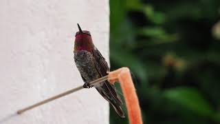 Annas Hummingbird sounds calls chirping HD close up [upl. by Aviva35]