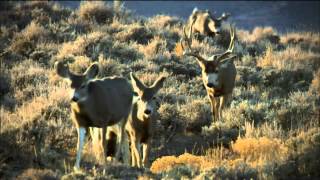 Wild Mule Deer Herd Reunion  Nature on PBS [upl. by Eniotna665]