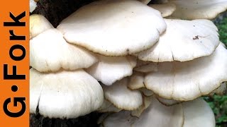 Mushroom Identification amp Foraging Oysters  GardenFork Cooks [upl. by Schnell440]