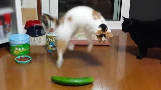 Cats vs Cucumbers A Compilation [upl. by Biron]