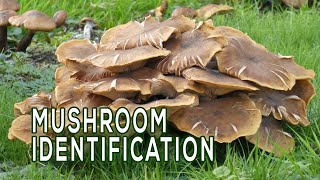 Mushroom Identification  Digging Deeper  Nebraska Public Media [upl. by Hamimej]