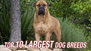 TOP TEN LARGEST DOG BREEDS [upl. by Annelg]