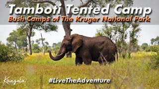 Tamboti Tented Camp Review in 4K  Kruger National Park [upl. by Enahsal729]