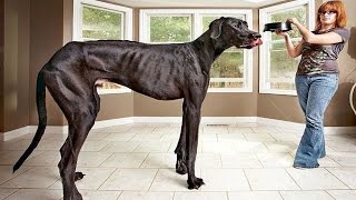 The Worlds Tallest dog  Guinness World Records [upl. by Buskus323]