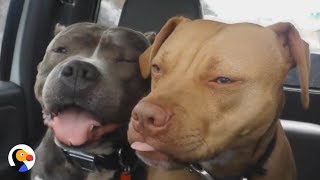 SWEETEST Pit Bull Labeled Dog Aggressive  The Dodo [upl. by Rexferd712]