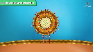 Herpes simplex virus replication Steps  Microbiology Animations [upl. by Zzabahs]