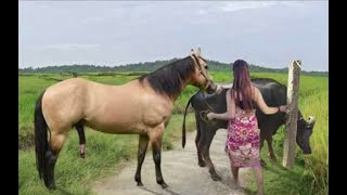 My sister training care her lovely horse in beginner 2021 [upl. by Morocco]