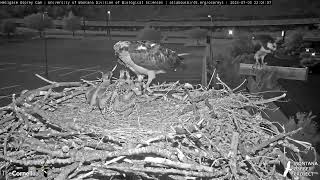 Hellgate Osprey 732024 [upl. by Abraham912]