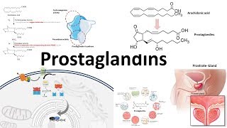 Prostaglandins  Biosynthesisfunction and regulation [upl. by Janaye]