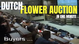 Daily flower auction in Netherlands  Fastest auction in Europe [upl. by Ahsirek]