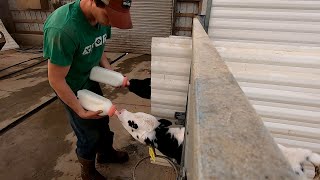 Feeding Calves [upl. by Hy]