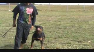 Rottweiler Training [upl. by Jonati74]