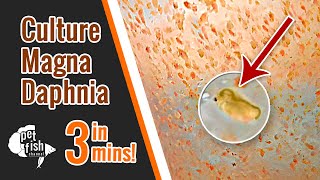 How to culture DAPHNIA MAGNA  The easy way [upl. by Jessa]