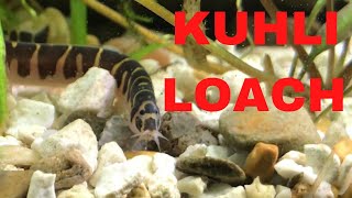 How to Take Care of Kuhli Loaches [upl. by Ysnat]