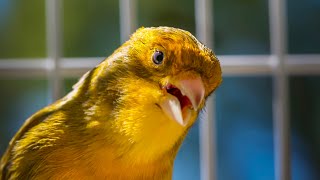 BEST CANARY SINGING LIVE  CANTO CANARIO  SERINUS CANARIA [upl. by Lontson52]