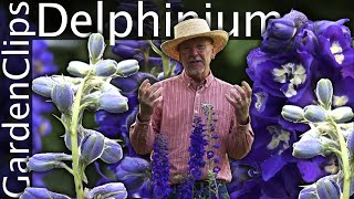 Delphinium  Larkspur  Growing Delphinium [upl. by Annazor]