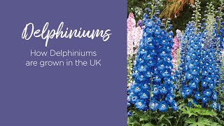 How Delphiniums are grown in the UK [upl. by Friedberg]