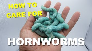 How To Care For HornWorms  Feeding Your Reptiles [upl. by Dibru]