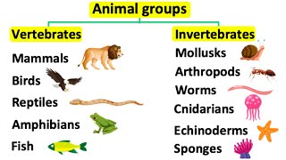 Animal groups  Vertebrates amp invertebrates [upl. by Iznyl]