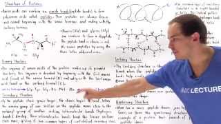 Structure of Proteins [upl. by Eada141]