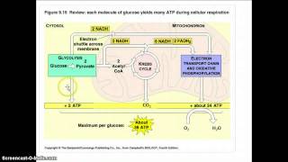 Glicolisi  respirazione cellulare [upl. by Alywt541]