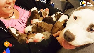 Pit Bull Dog Mom Brings Puppies To Foster Mom PUPPY ADOPTION UPDATE  The Dodo [upl. by Neo]