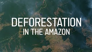 Deforestation in the Amazon quickly explained [upl. by Isleen915]