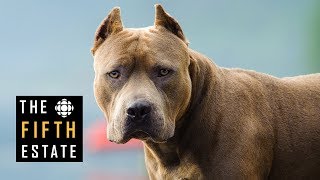 Pit Bulls Unleashed Should They Be Banned  The Fifth Estate [upl. by Ecyob]