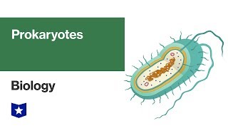 Prokaryotes  Biology [upl. by Stephani]