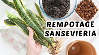 COMMENT REMPOTER UNE SANSEVIERIA  TUTO REMPOTAGE DE PLANTE DINTÉRIEUR 🌿 [upl. by Laeno]