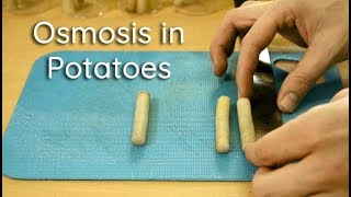 Osmosis in Potato Strips  Bio Lab [upl. by Riamo]