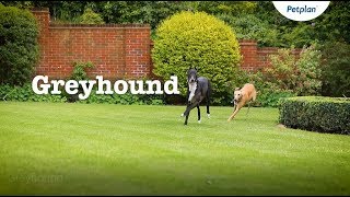 Greyhound Dog Breed Information Temperament amp Facts  Petplan [upl. by Amoihc]