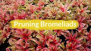 Pruning Bromeliads [upl. by Danie]