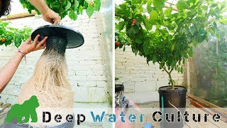 Coltivazione idroponica DWC Deep Water Culture come funziona TUTORIAL [upl. by Ainorev]