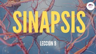 9 SINAPSIS FISIOLOGÍA DEL SISTEMA NERVIOSO [upl. by Eadrahs]