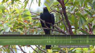 Pacific Koel Eastern Koel – Sounds and Calls [upl. by Tiffie]