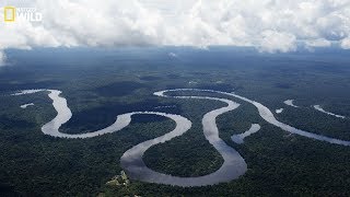 Nat geo Wild  The beauty and danger of the Amazon River  New [upl. by Akinuahs275]