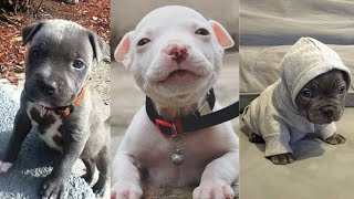 CUTEST and ADORABLE Pit Bull Puppies Compilation 1 [upl. by Annel686]