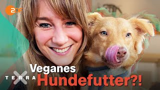 Hunde vegan ernähren Ist das Tierquälerei [upl. by Noella]