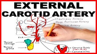 External Carotid Artery [upl. by Fortunna]